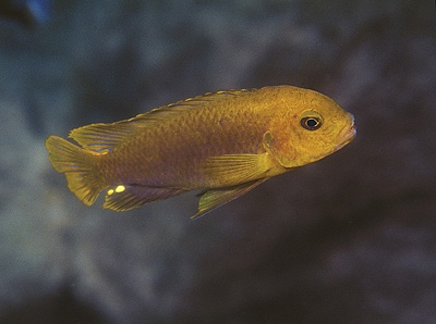 Iodotropheus sprengerae 'Chinyamwezi Island'